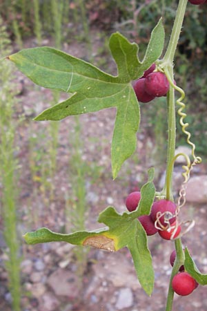 Bryonia dioica \ Rotfrchtige Zaunrbe, D Heidelberg 2.8.2012