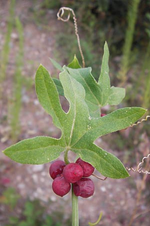 Bryonia dioica \ Rotfrchtige Zaunrbe, D Heidelberg 2.8.2012