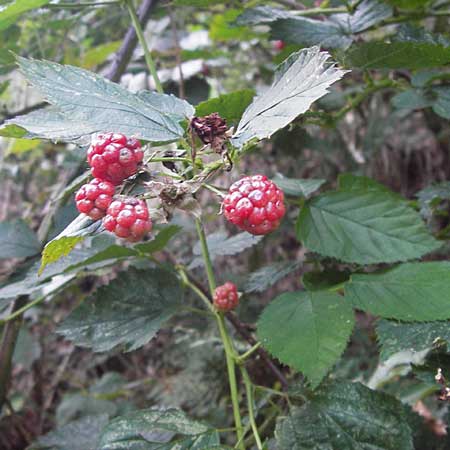 Rubus nessensis \ Fuchsbeere, Halbaufrechte Brombeere / Suberect Bramble, D Odenwald, Juhöhe 28.8.2013