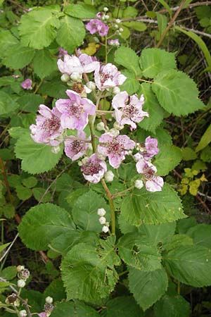Rubus fruticosus agg. \ Brombeere / Bramble, Blackberry, D Philippsburg 26.6.2013