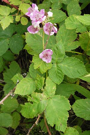 Rubus fruticosus agg. \ Brombeere, D Philippsburg 26.6.2013