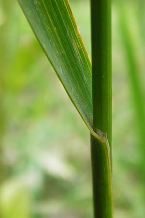 Bromus erectus \ Aufrechte Trespe, Berg-Trespe, D Weinheim an der Bergstraße 1.6.2014