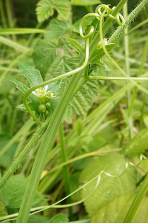 Bryonia dioica \ Rotfrchtige Zaunrbe / Red-Berried Bryony, D Oppenheim 9.8.2014