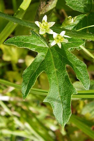 Bryonia dioica \ Rotfrchtige Zaunrbe, D Oppenheim 9.8.2014