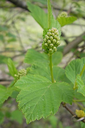 Physocarpus opulifolius \ Schneeballblttrige Blasenspiere / Common Ninebark, D Viernheim 10.5.2010