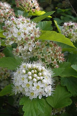 Physocarpus opulifolius / Common Ninebark, D Mannheim 6.6.2010