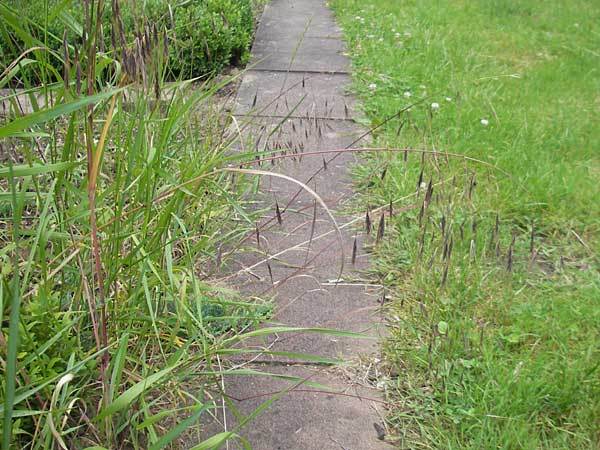 Bromus sterilis / Poverty Brome, D Mannheim 12.6.2012