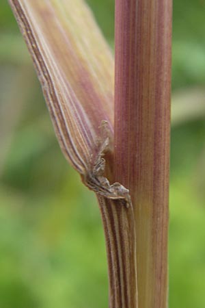 Bromus sterilis / Poverty Brome, D Mannheim 12.6.2012