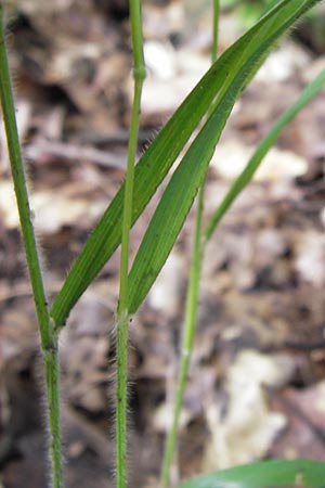 Brachypodium sylvaticum \ Wald-Zwenke, D Frankfurt-Louisa 14.7.2012