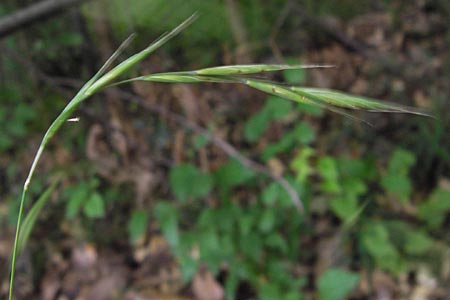 Brachypodium sylvaticum \ Wald-Zwenke, D Frankfurt-Louisa 14.7.2012