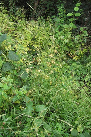 Brachypodium sylvaticum \ Wald-Zwenke / False Brome, D Mannheim 18.7.2012