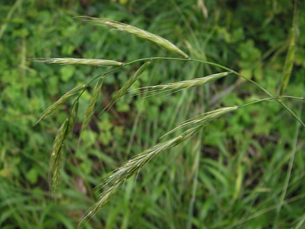 Brachypodium sylvaticum \ Wald-Zwenke / False Brome, D Mannheim 18.7.2012