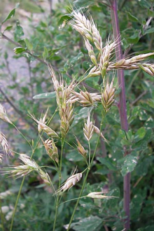 Bromus secalinus \ Roggen-Trespe, D Heidelberg 21.7.2012