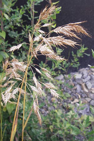 Bromus secalinus \ Roggen-Trespe / Cheat Grass, Chess Grass, D Heidelberg 21.7.2012