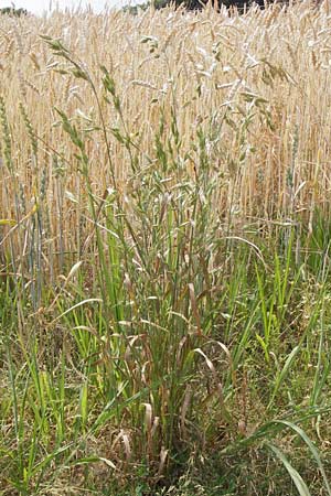 Bromus grossus \ Dicke Trespe, Dickhrige Trespe / Great Rye Brome, Whiskered Brome, D Odenwald, Juhöhe 26.7.2013