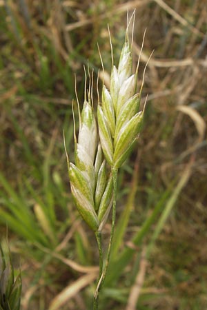 Bromus grossus \ Dicke Trespe, Dickhrige Trespe / Great Rye Brome, Whiskered Brome, D Odenwald, Juhöhe 26.7.2013