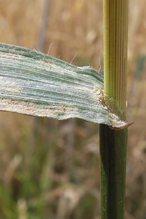 Bromus grossus \ Dicke Trespe, Dickhrige Trespe, D Odenwald, Juhöhe 26.7.2013