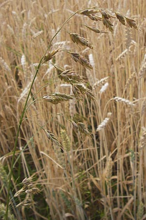 Bromus grossus \ Dicke Trespe, Dickhrige Trespe / Great Rye Brome, Whiskered Brome, D Odenwald, Juhöhe 26.7.2013