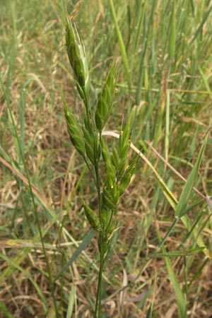 Bromus grossus \ Dicke Trespe, Dickhrige Trespe, D Odenwald, Juhöhe 26.7.2013