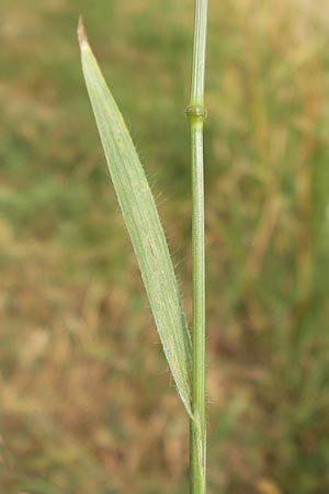 Bromus grossus \ Dicke Trespe, Dickhrige Trespe / Great Rye Brome, Whiskered Brome, D Odenwald, Juhöhe 26.7.2013