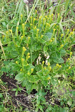 Barbarea stricta \ Steifes Barbarakraut / Small-Flowered Winter Cress, D Mannheim 28.4.2014