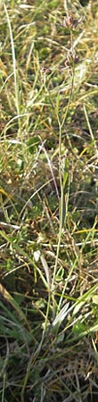 Bupleurum tenuissimum \ Salz-Hasenohr / Slender Hare's Ear, D Pfalz, Landau 26.9.2011