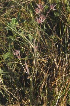 Bupleurum tenuissimum \ Salz-Hasenohr / Slender Hare's Ear, D Pfalz, Landau 26.9.2011