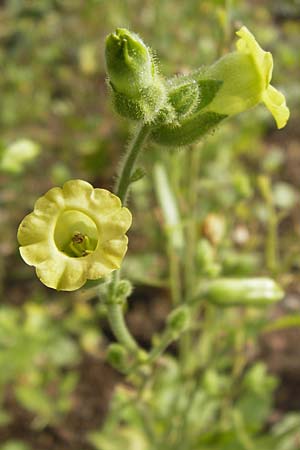 Nicotiana rustica \ Bauern-Tabak / Wild Tobacco, D Botan. Gar.  Universit.  Heidelberg 1.9.2013