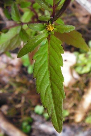 Bidens tripartita \ Dreiteiliger Zweizahn / Trifid Beggartick, D Hanhofen 18.9.2014