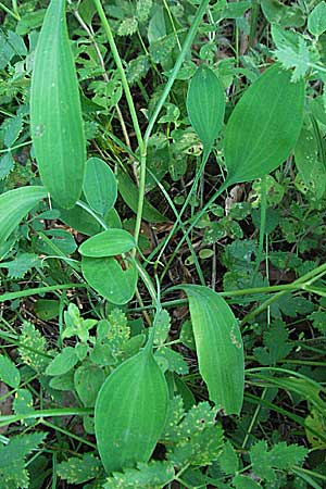 Bupleurum falcatum \ Langblttriges Hasenohr, Sichelblttriges Hasenohr / Sickle-Leaved Hare's Ear, D Pforzheim 15.7.2006