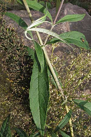 Buddleja davidii \ Chinesischer Fliederspeer, Schmetterlingsflieder / Butterfly Bush, D Heidelberg 29.9.2006