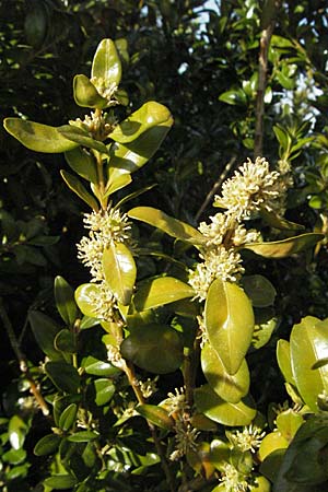 Buxus sempervirens \ Gewhnlicher Buchsbaum, D Neuleiningen 5.4.2007