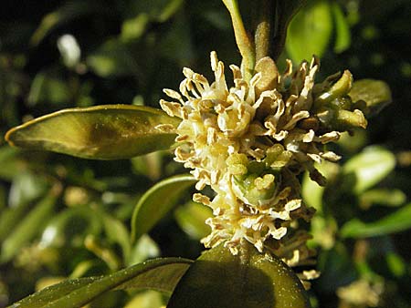 Buxus sempervirens / Boxtree, D Neuleiningen 5.4.2007