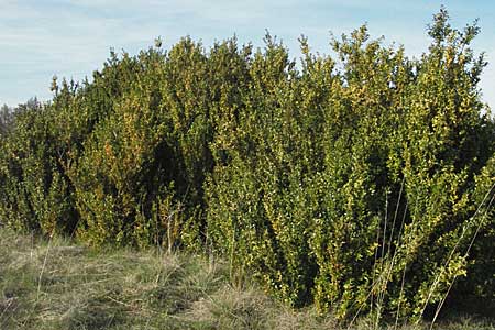 Buxus sempervirens / Boxtree, D Neuleiningen 5.4.2007