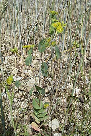 Bupleurum rotundifolium \ Rundblttriges Hasenohr / Hare's Ear, Thorough-Wax, D Karlstadt 16.6.2007