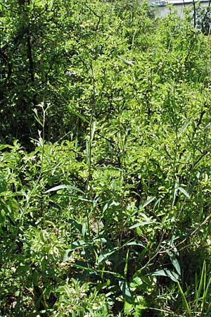 Bupleurum falcatum \ Langblttriges Hasenohr, Sichelblttriges Hasenohr / Sickle-Leaved Hare's Ear, D Karlstadt 16.6.2007