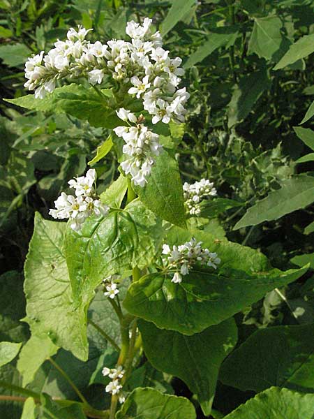 Fagopyrum esculentum \ Echter Buchweizen / Buckwheat, D Mannheim 13.8.2007