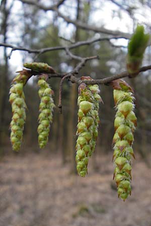 Carpinus betulus \ Hain-Buche, Wei-Buche / Hornbeam, D Pfalz, Wörth 8.4.2009