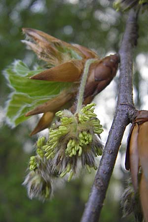 Fagus sylvatica \ Rot-Buche / Beech, D Ingelheim 13.4.2009