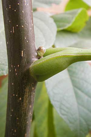 Juglans regia \ Echte Walnuss, D Mannheim 25.10.2009