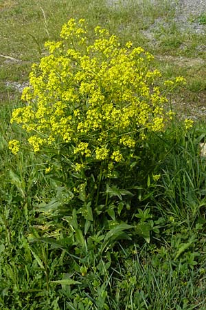 Bunias orientalis \ Orientalisches Zackenschtchen / Warty Cabbage, D Marktheidenfeld 2.5.2014