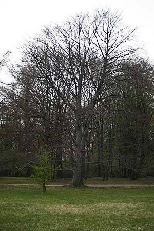 Fagus sylvatica / Beech, D Ludwigshafen 29.3.2012