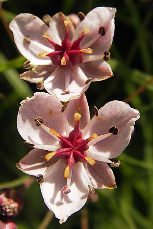 Butomus umbellatus \ Doldige Schwanenblume / Flowering Rush, D Lampertheim 16.8.2013