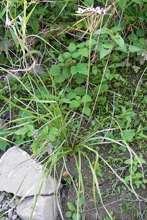 Butomus umbellatus \ Doldige Schwanenblume / Flowering Rush, D Landkreis Karlsruhe, Oberhausen-Rheinhausen 28.8.2013