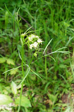 Bunium bulbocastanum \ Gewhnliche Erdkastanie, Knollen-Kmmel, D Friedewald 31.5.2014