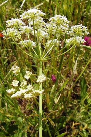 Bunium bulbocastanum \ Gewhnliche Erdkastanie, Knollen-Kmmel / Great Pignut, D Friedewald 31.5.2014