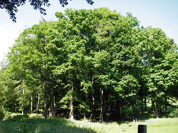 Fagus sylvatica \ Rot-Buche / Beech, D Odenwald, Reichelsheim 5.6.2014