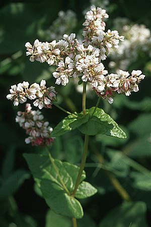 Fagopyrum esculentum \ Echter Buchweizen / Buckwheat, D Weinheim an der Bergstraße 14.9.2007