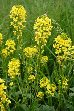 Barbarea vulgaris \ Gewhnliches Barbarakraut, D Mannheim 8.5.2014