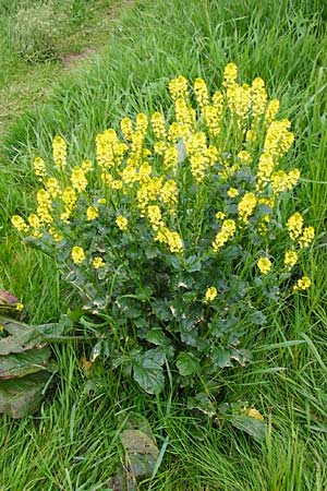 Barbarea vulgaris \ Gewhnliches Barbarakraut / Winter Cress, D Mannheim 8.5.2014